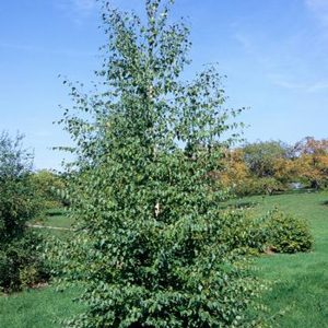 Betula pendula 'Laciniata' ('Gracilis')