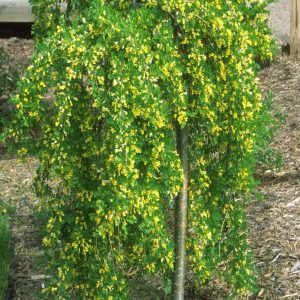 Caragana arborescens 'Pendula'