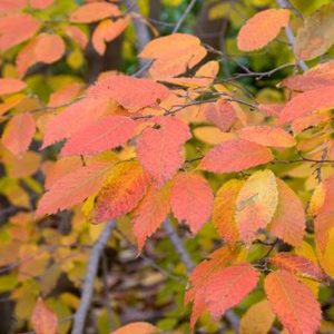 Carpinus caroliniana