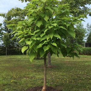 Catalpa bungei