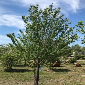Cercidiphyllum japonicum