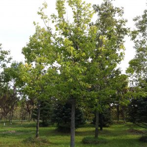 Celtis occidentalis