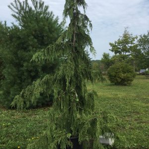 Chamaecyparis nootkatensis 'Pendula'