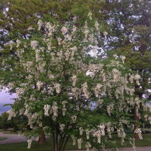 Cladrastris lutea (Cladastris kentukea)