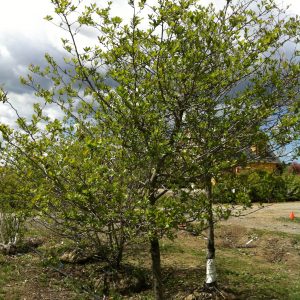 Crataegus crus-galli var. inermis