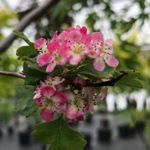 Crataegus laevigata 'Crimson Cloud'