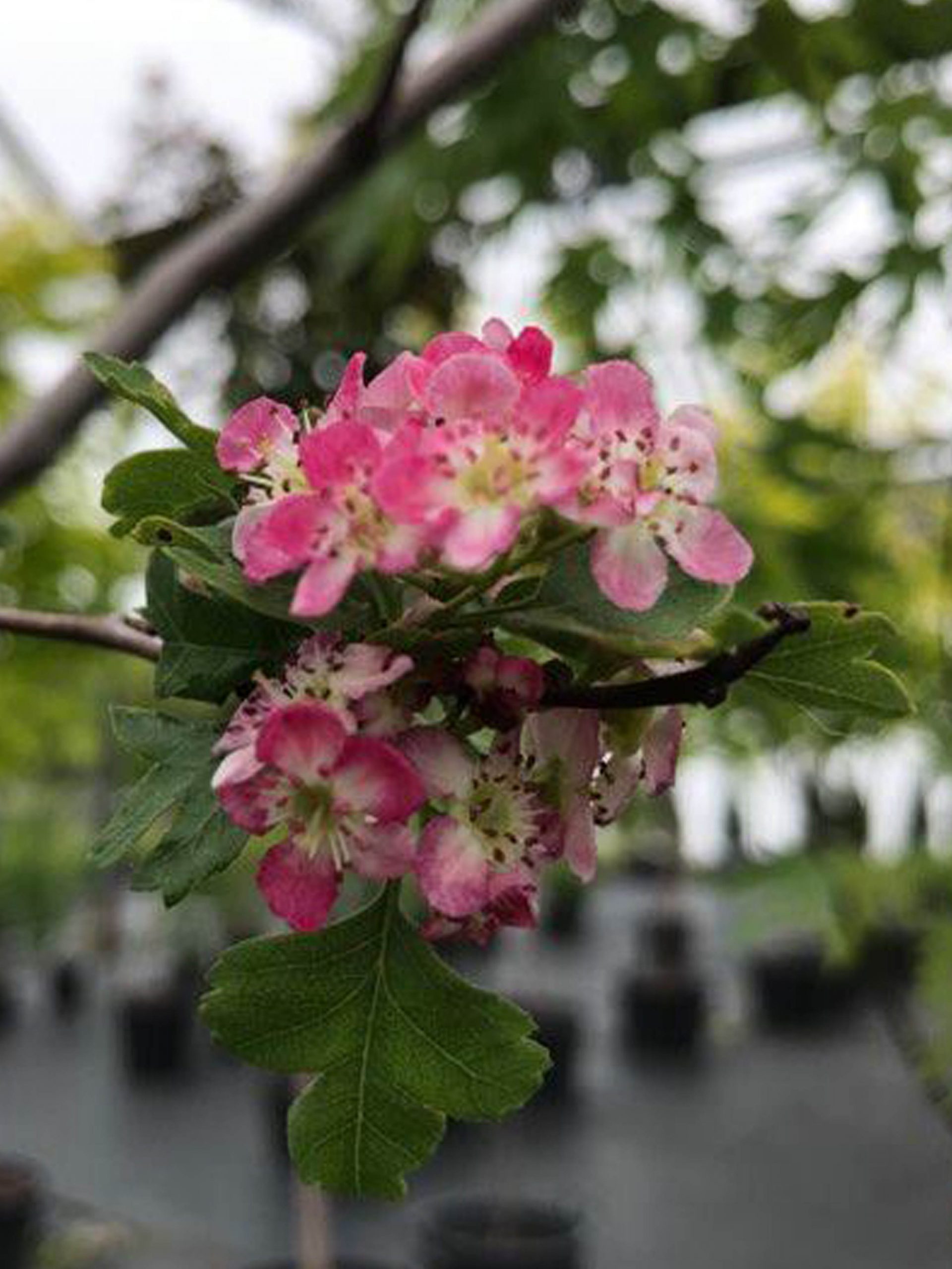 Crataegus laevigata 'Crimson Cloud'