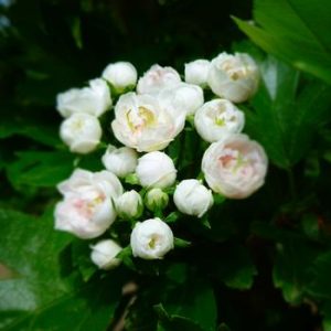 Crataegus x mordenensis 'Toba'