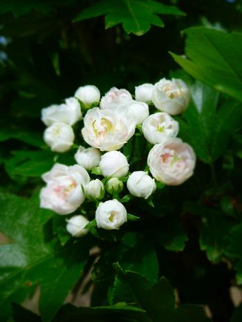 Crataegus x mordenensis 'Toba'