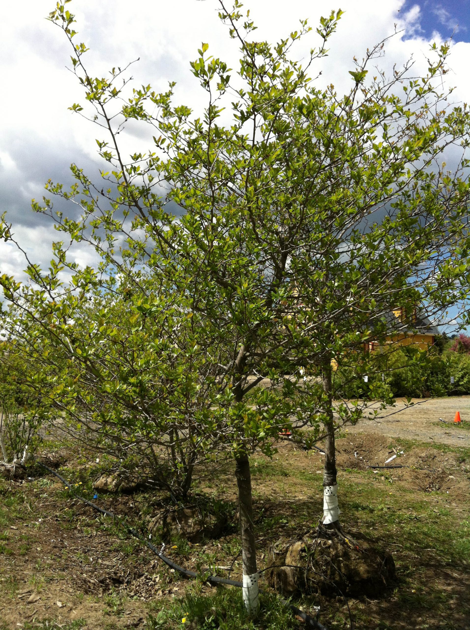 Crataegus crus-galli var. inermis