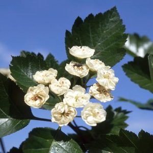 Crataegus x mordenensis 'Snowbird'