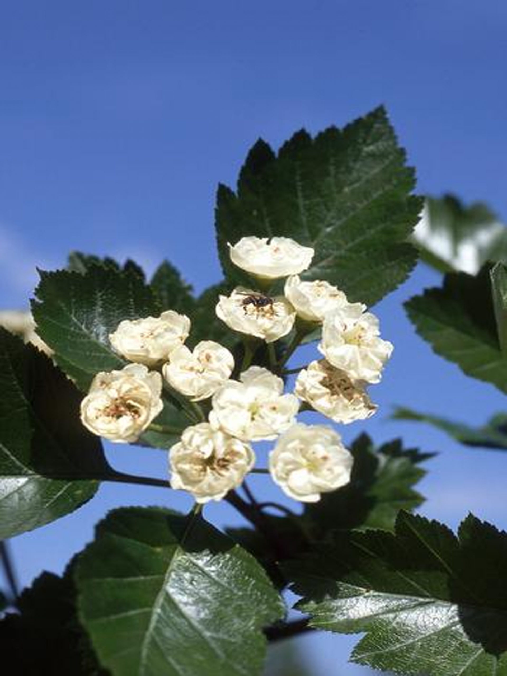 Crataegus x mordenensis 'Snowbird'