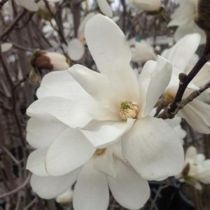 Magnolia x loebneri 'Merrill'