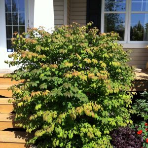 Euonymus alatus 'Compactus'