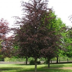 Fagus sylvatica 'Riversii'