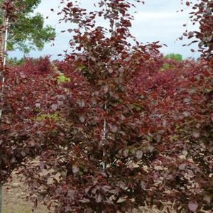 Fagus sylvatica 'Purpurea'