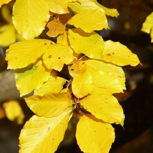 Fagus grandifolia