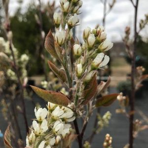 Amelanchier canadensis