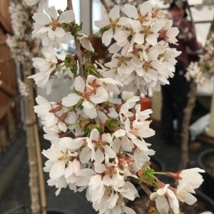 Prunus x 'Snow Fountains' ('Snofozam')