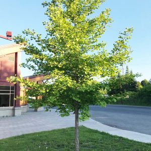 Ginkgo biloba