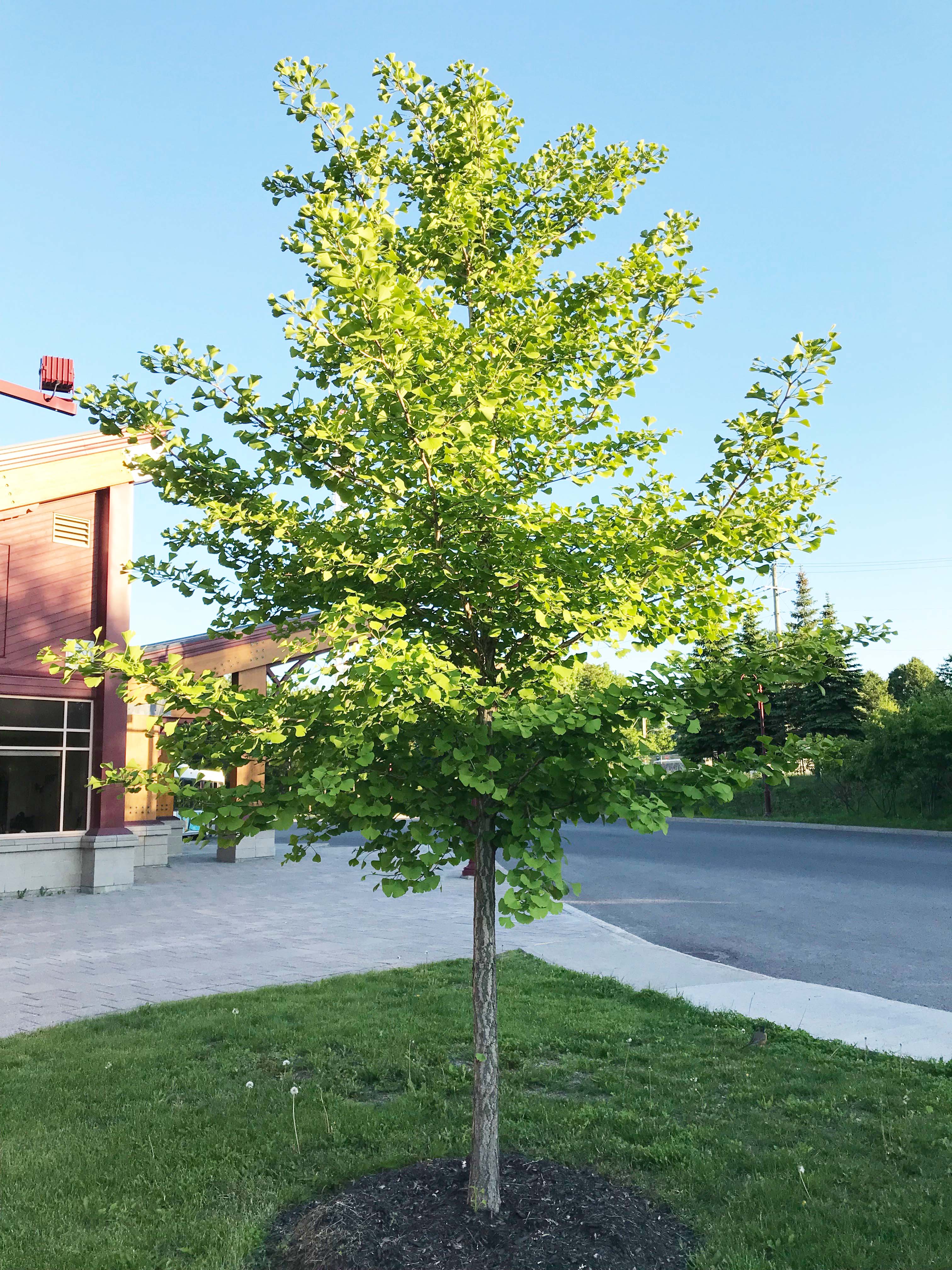 Ginkgo biloba - Vente Ginko bilobé - Arbre aux quarante écus