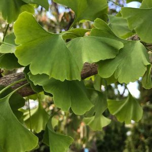 Ginkgo biloba 'Magyar'