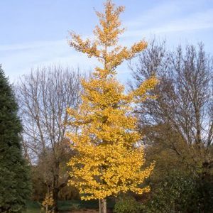Ginkgo biloba 'Princeton Sentry'