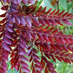 Gleditsia triacanthos var. inermis 'Ruby Lace'