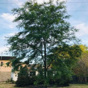 Gleditsia triacanthos var. inermis 'Shademaster' 'Skyline'