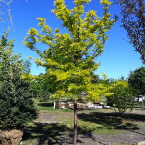Gleditsia triacanthos var. inermis 'Sunburst'