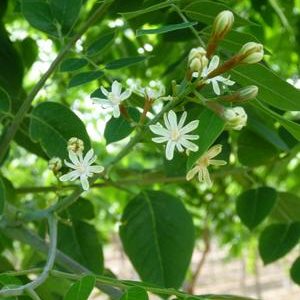 Gymnocladus dioicus 'Espresso'