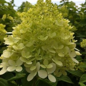 Hydrangea paniculata 'Limelight'