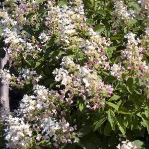 Hydrangea paniculata 'Pink Diamond'