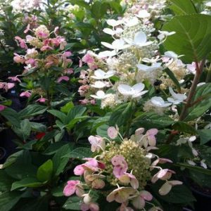 Hydrangea paniculata 'Quick Fire'