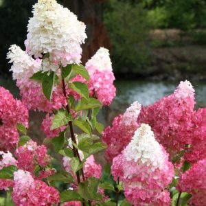 Hydrangea paniculata 'Vanille Fraise'