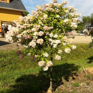 Hydrangea paniculata 'Grandiflora'
