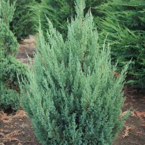 Juniperus chinensis 'Blue Point'