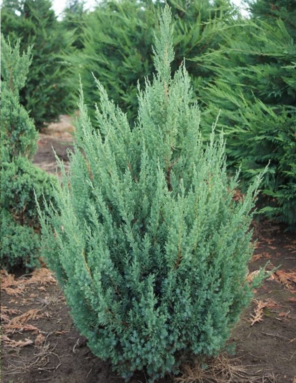Juniperus chinensis 'Blue Point'