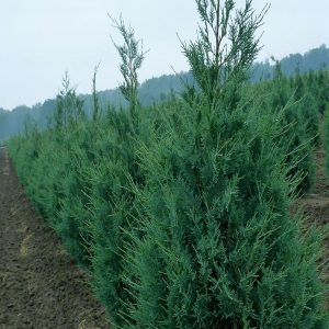 Juniperus scopulorum 'Wichita Blue'