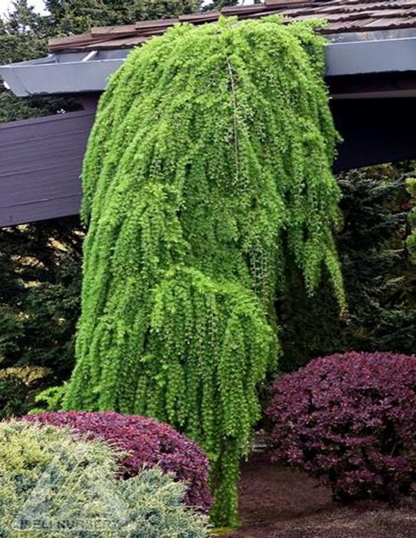 Larix decidua 'Pendula'