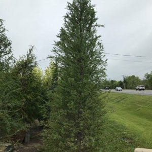 Larix laricina