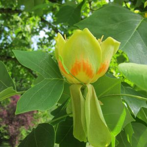 Liriodendron tulipifera