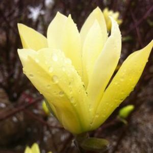 Magnolia x 'Butterflies'