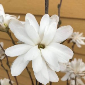 Magnolia stellata 'Royal Star'