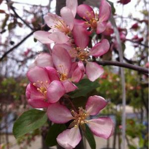 Malus 'Candied Apple' ('Weepcanzam')