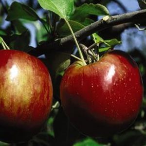 Malus domestica 'Cortland'