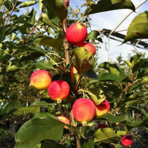 Malus x 'Dolgo'