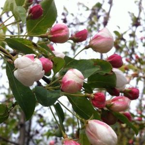 Malus 'Donald Wyman'