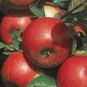 Malus domestica 'Freedom'