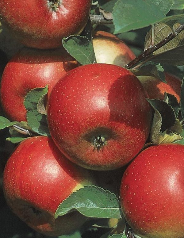Malus domestica 'Freedom'